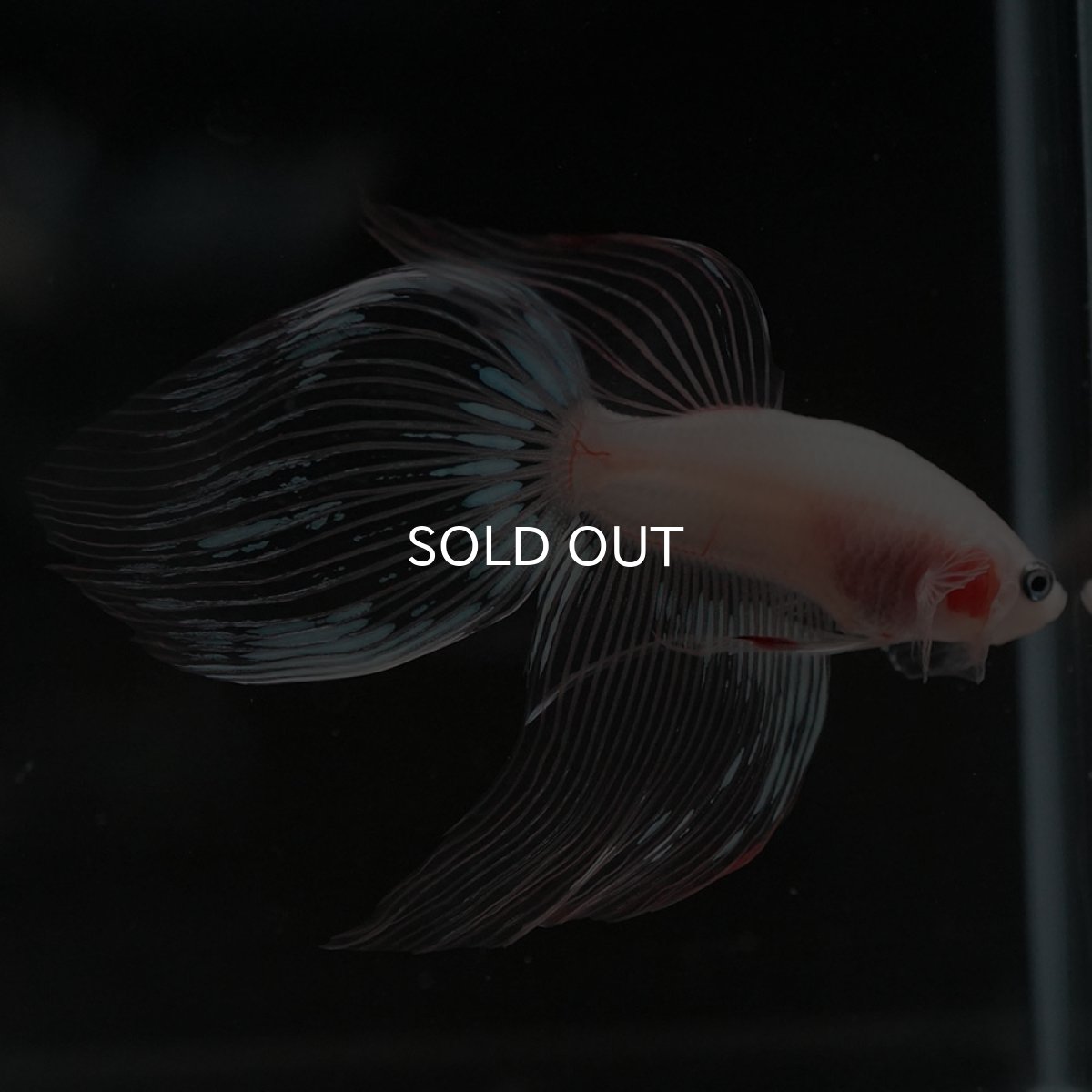 画像3: VT クリア (3)