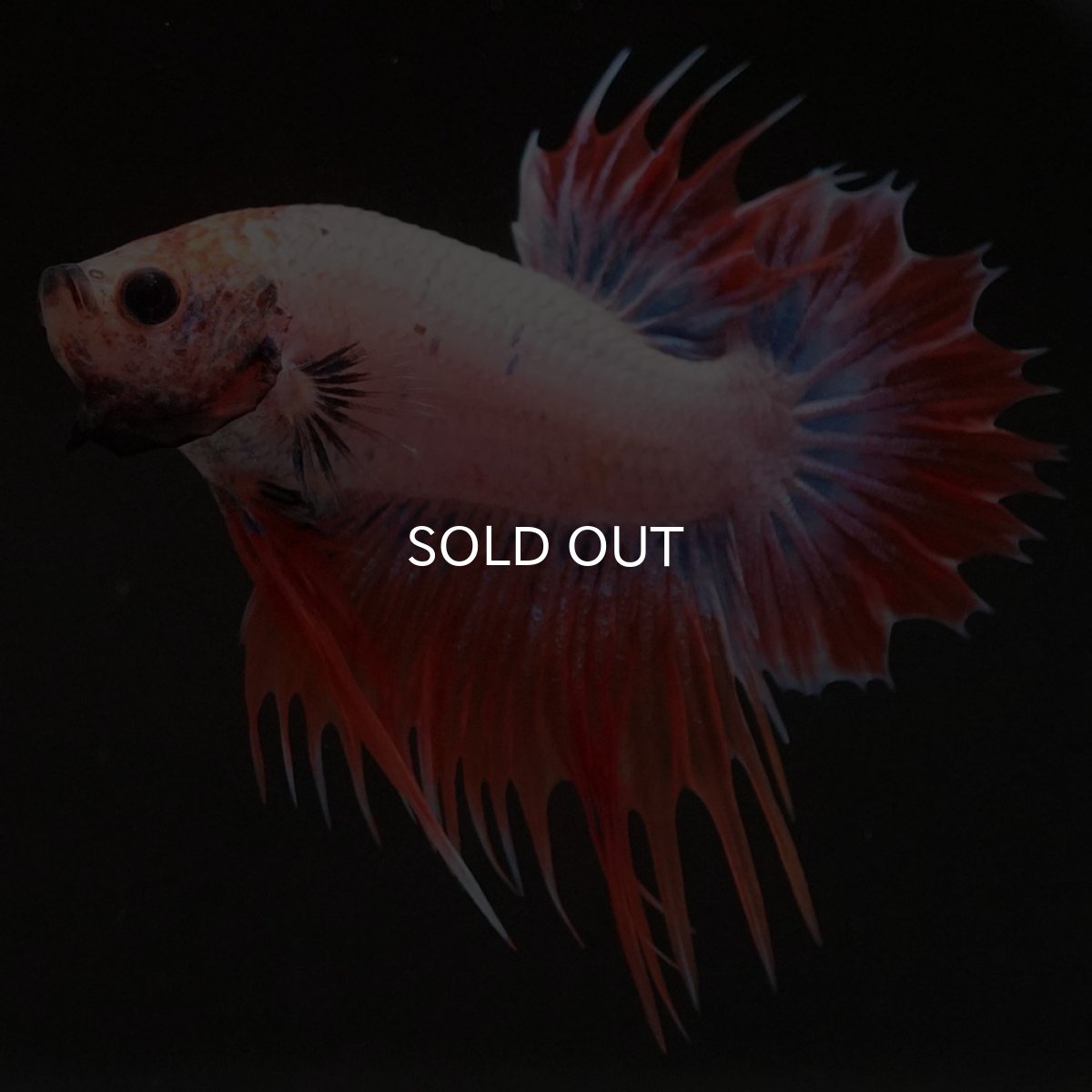 画像7: CTPK オレンジファンシー (7)