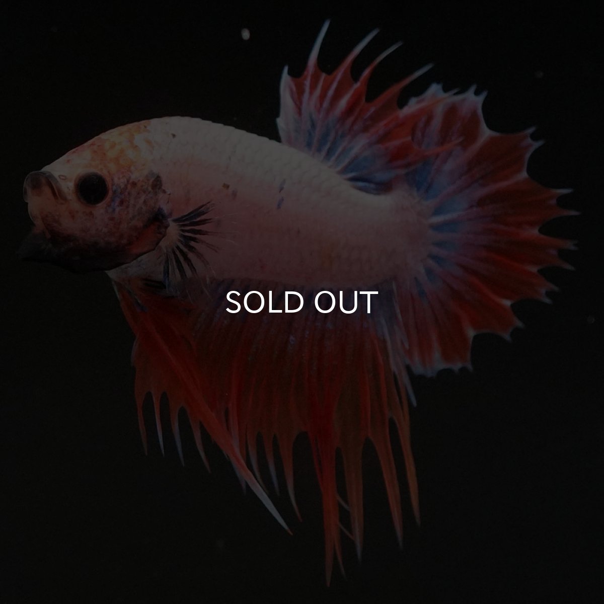 画像5: CTPK オレンジファンシー (5)