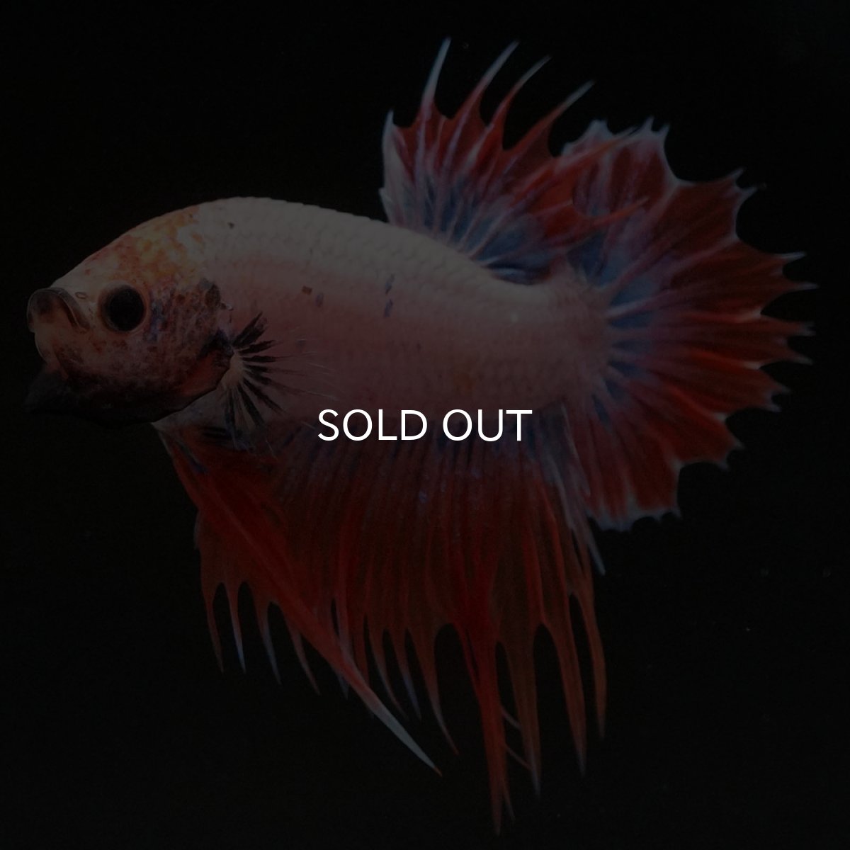 画像2: CTPK オレンジファンシー (2)