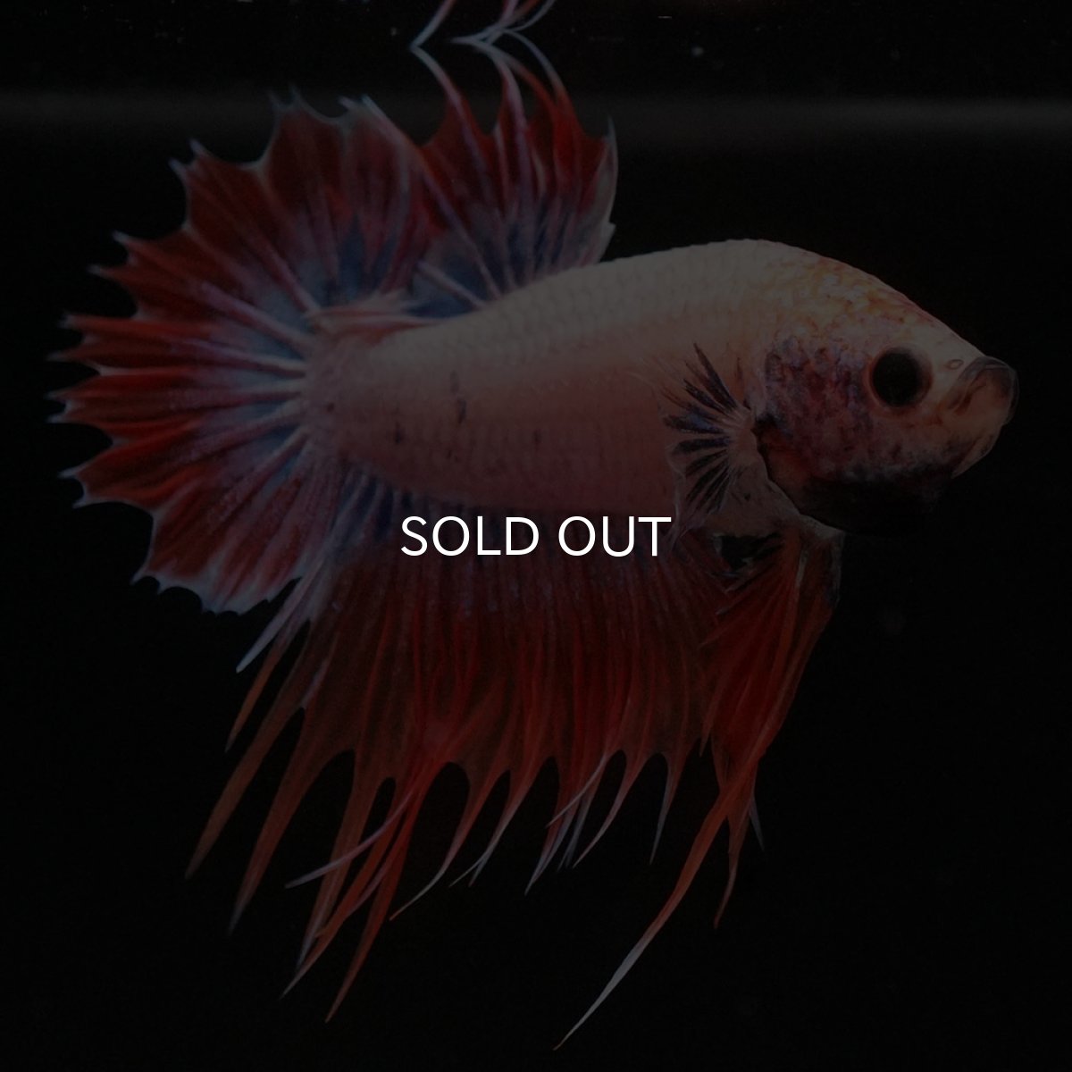 画像8: CTPK オレンジファンシー (8)