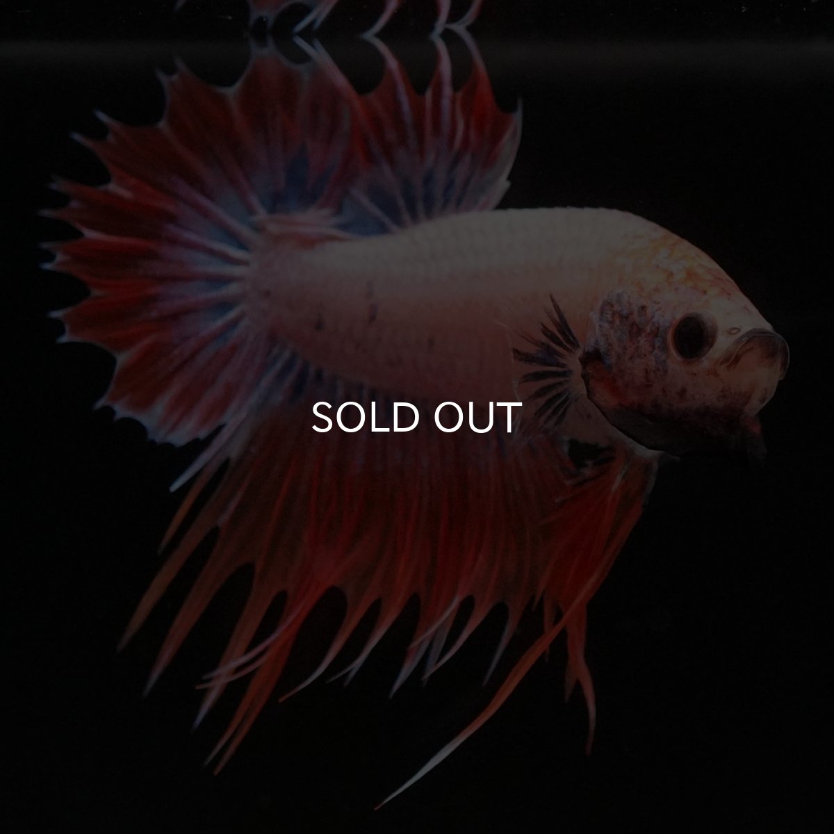 画像6: CTPK オレンジファンシー (6)