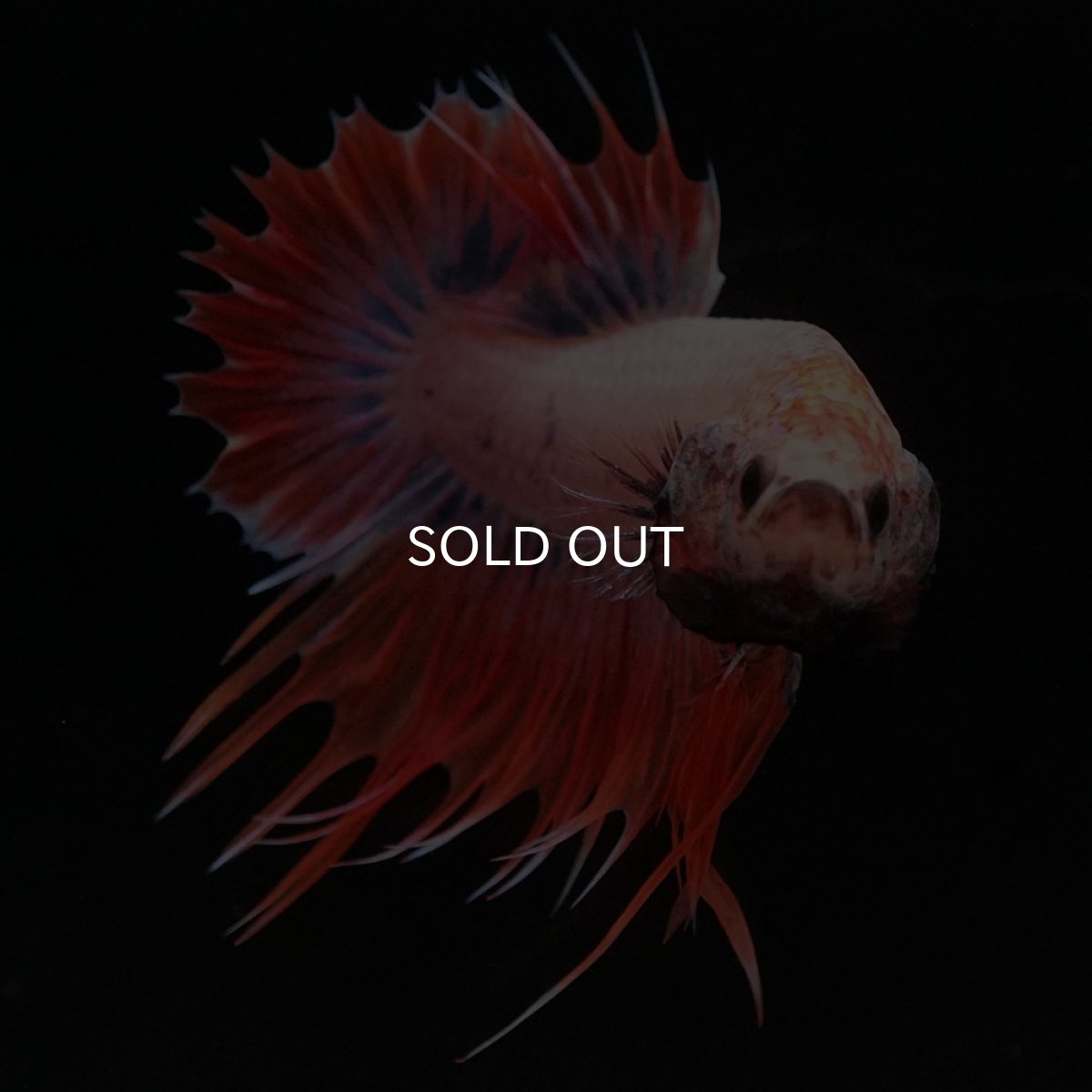 画像3: CTPK オレンジファンシー (3)