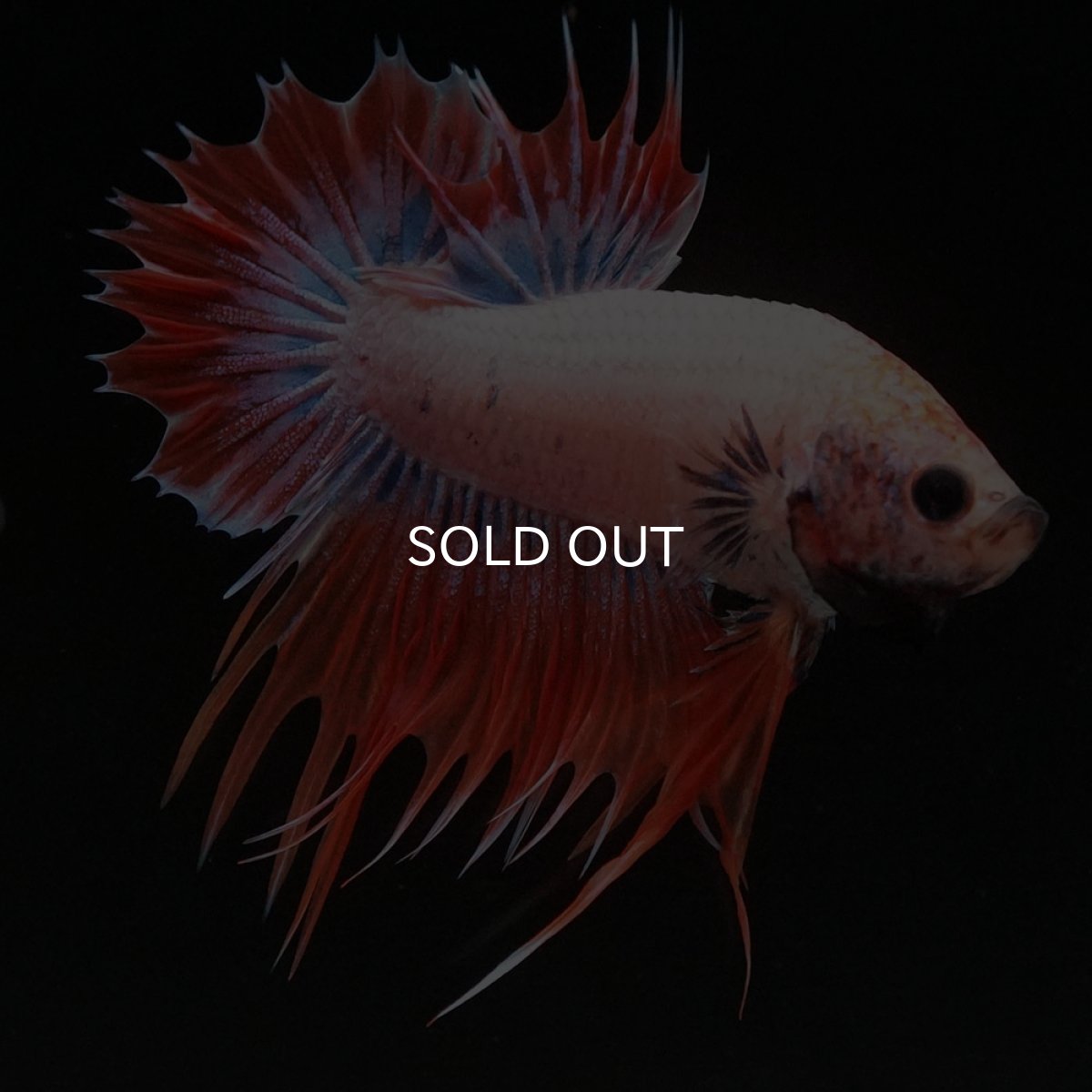 画像4: CTPK オレンジファンシー (4)