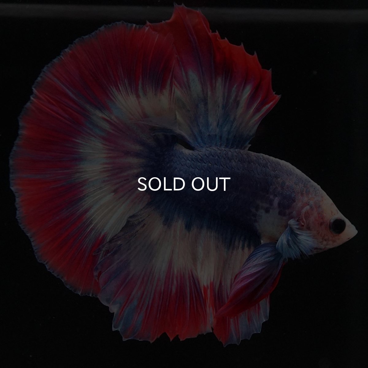 画像3: HM タイフラッグ (3)