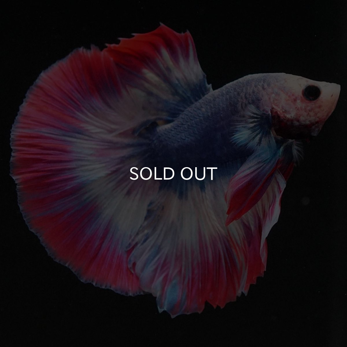 画像7: HM タイフラッグ (7)