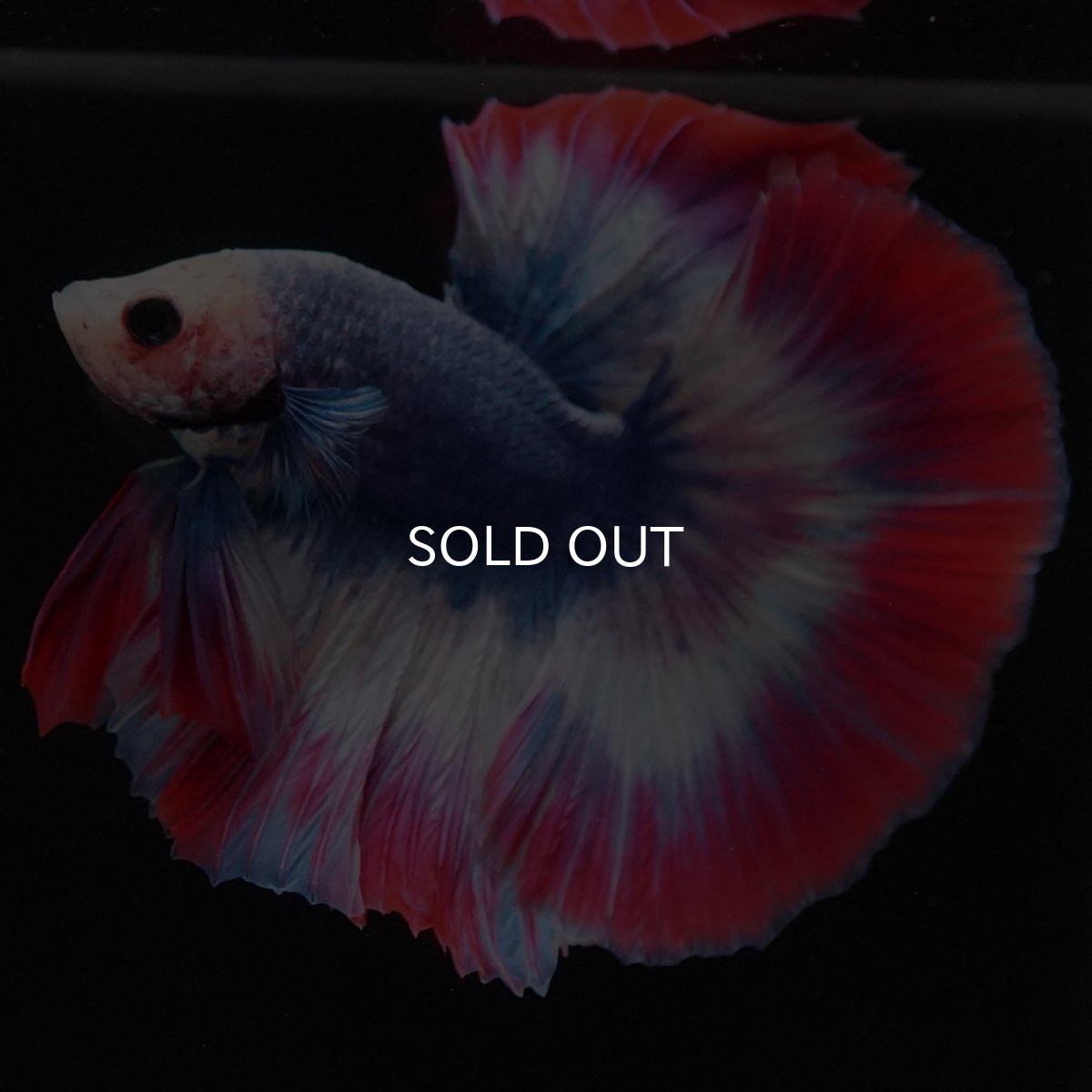 画像8: HM タイフラッグ (8)