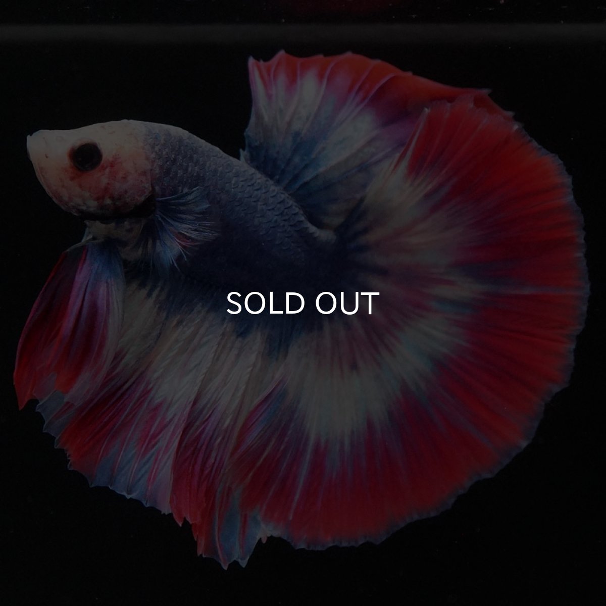 画像2: HM タイフラッグ (2)