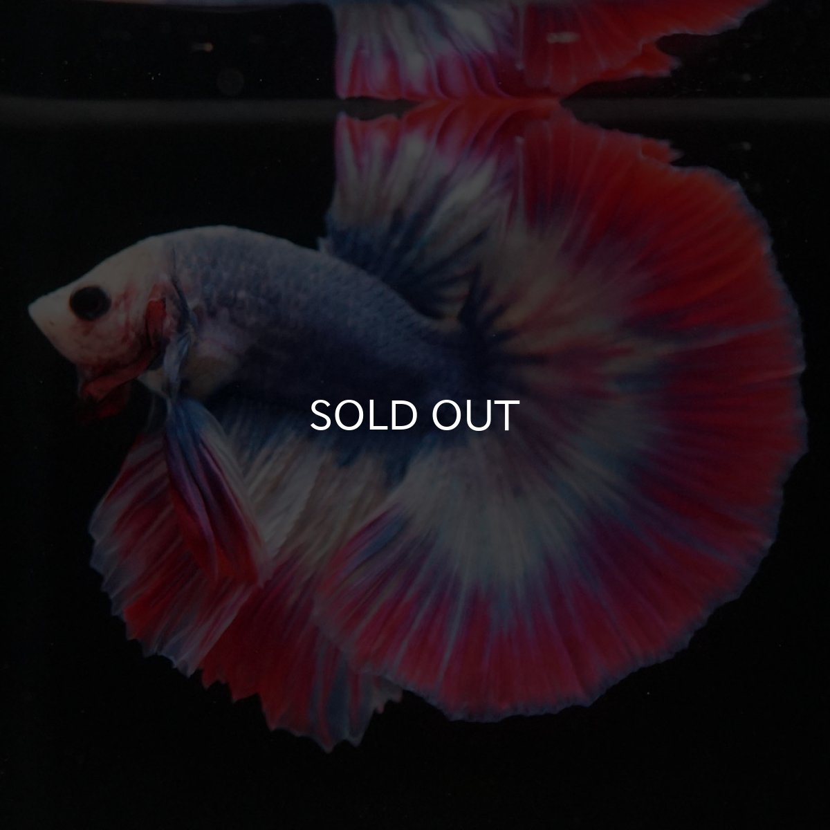 画像6: HM タイフラッグ (6)