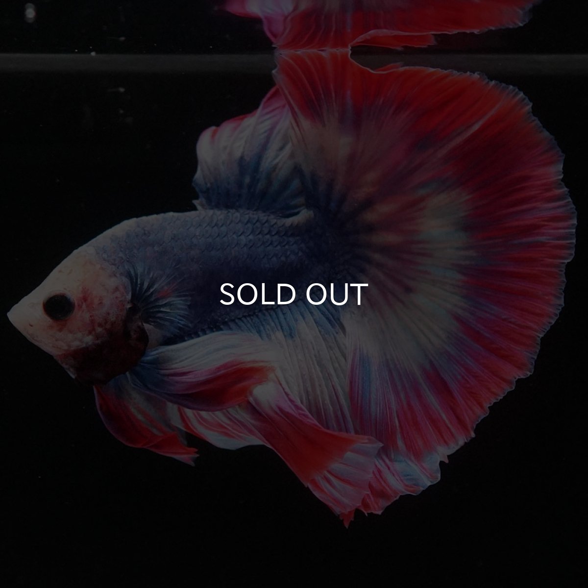 画像9: HM タイフラッグ (9)