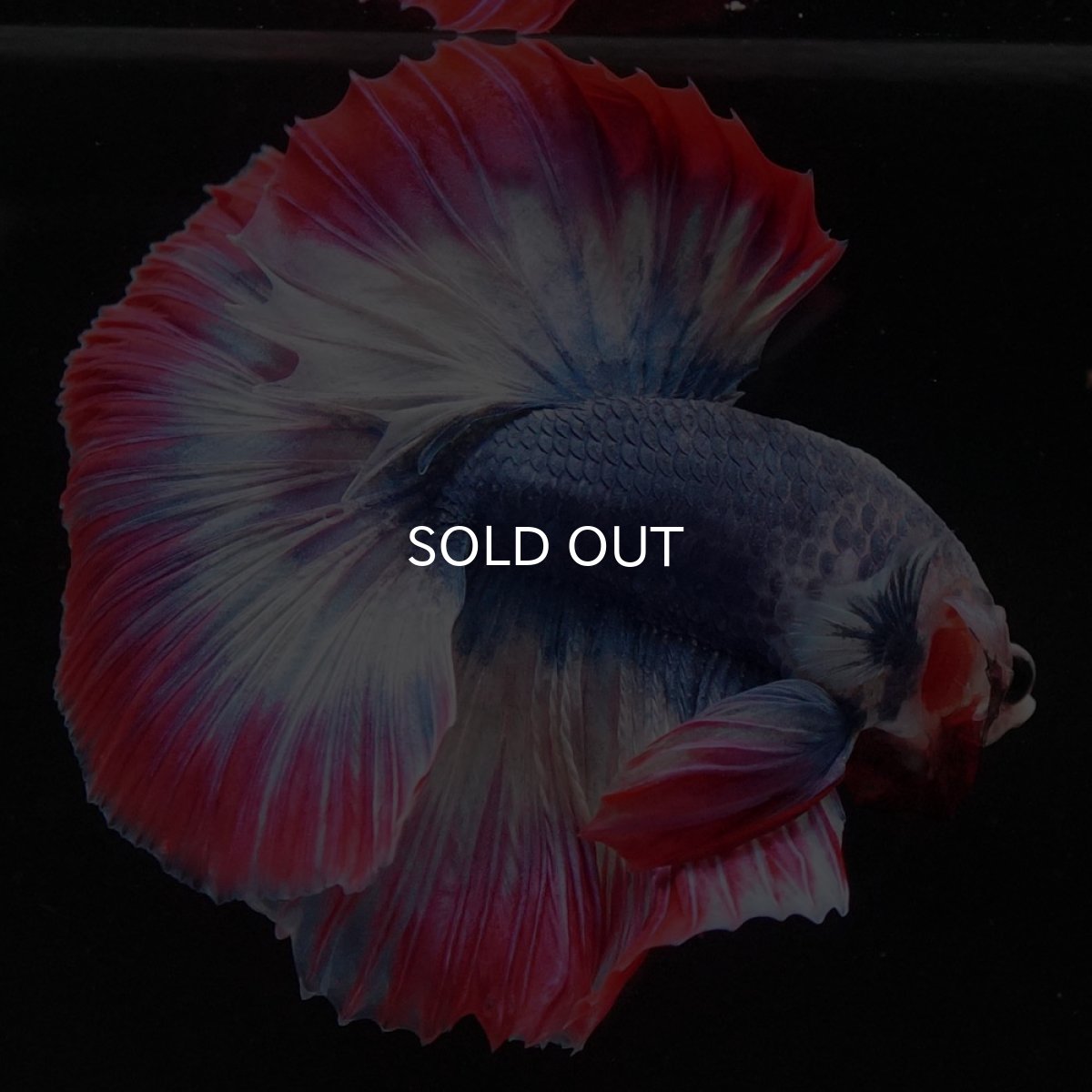 画像5: HM タイフラッグ (5)