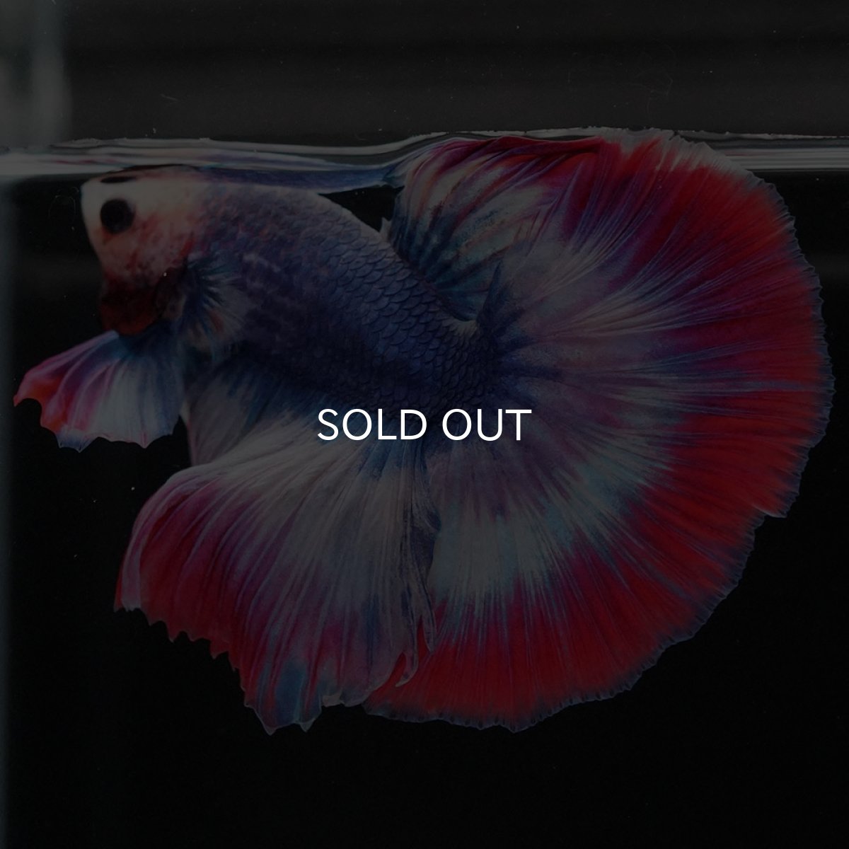 画像4: HM タイフラッグ (4)