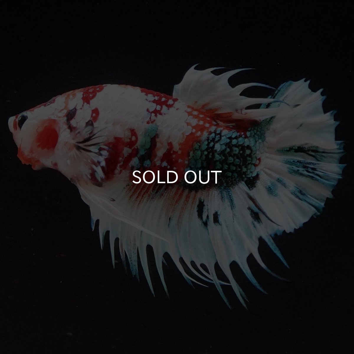 画像8: CTPK キャンディレインボー 変わり柄 (8)