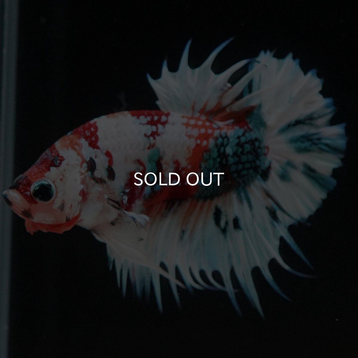 画像6: CTPK キャンディレインボー 変わり柄 (6)