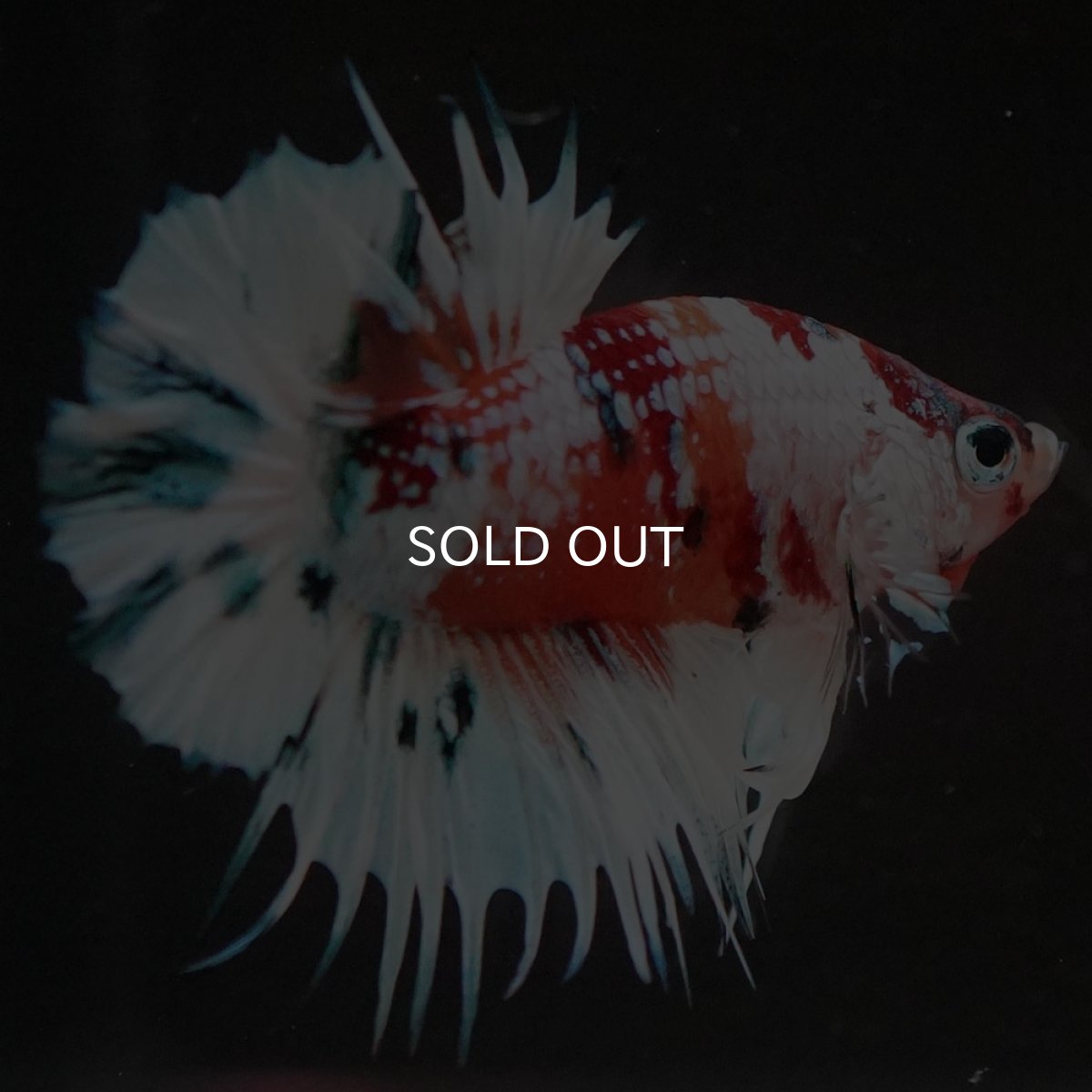 画像7: CTPK キャンディレインボー 変わり柄 (7)