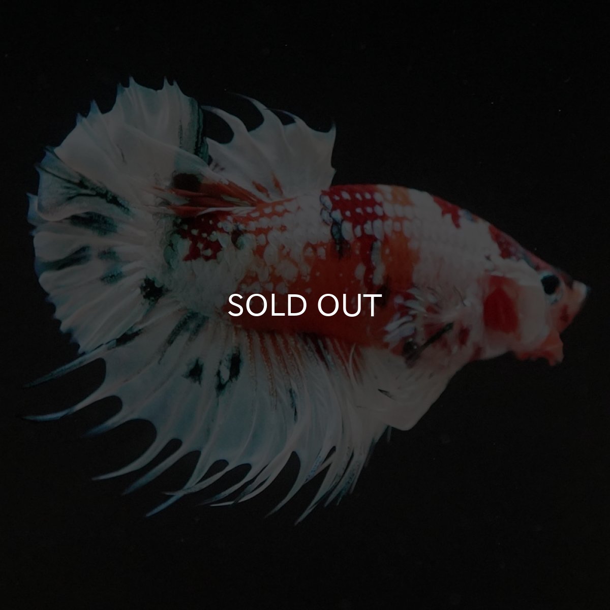 画像2: CTPK キャンディレインボー 変わり柄 (2)