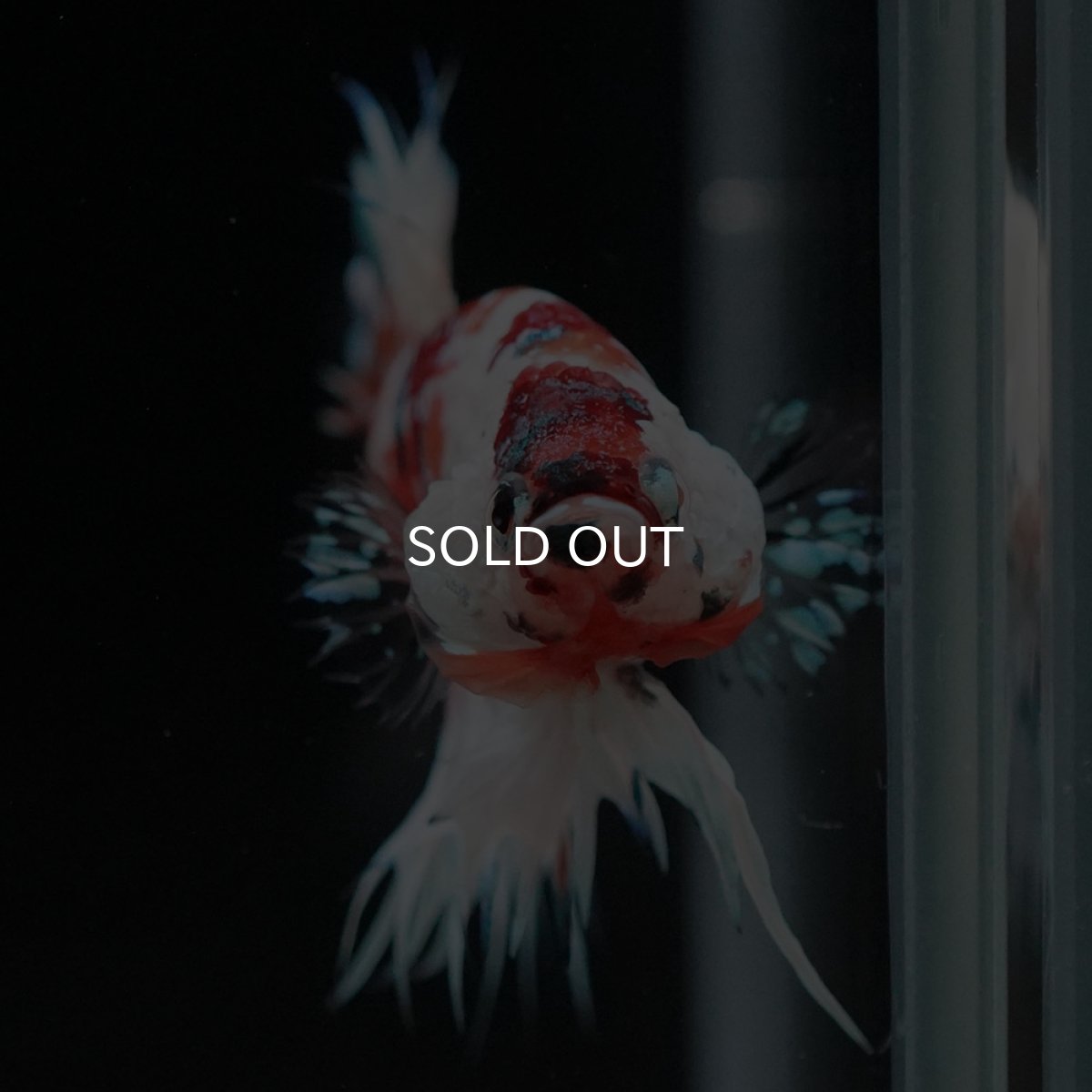 画像3: CTPK キャンディレインボー 変わり柄 (3)