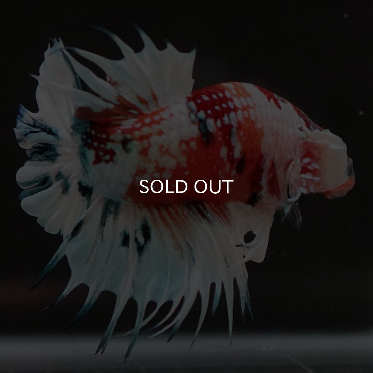 画像5: CTPK キャンディレインボー 変わり柄 (5)