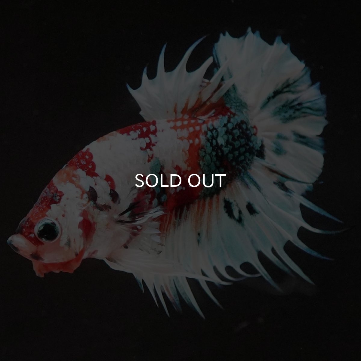 画像4: CTPK キャンディレインボー 変わり柄 (4)