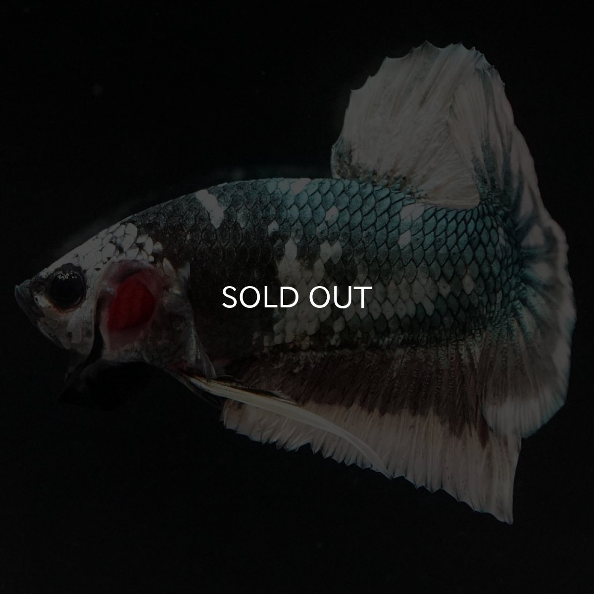 画像7: HMPK　ファンシーカッパー (7)