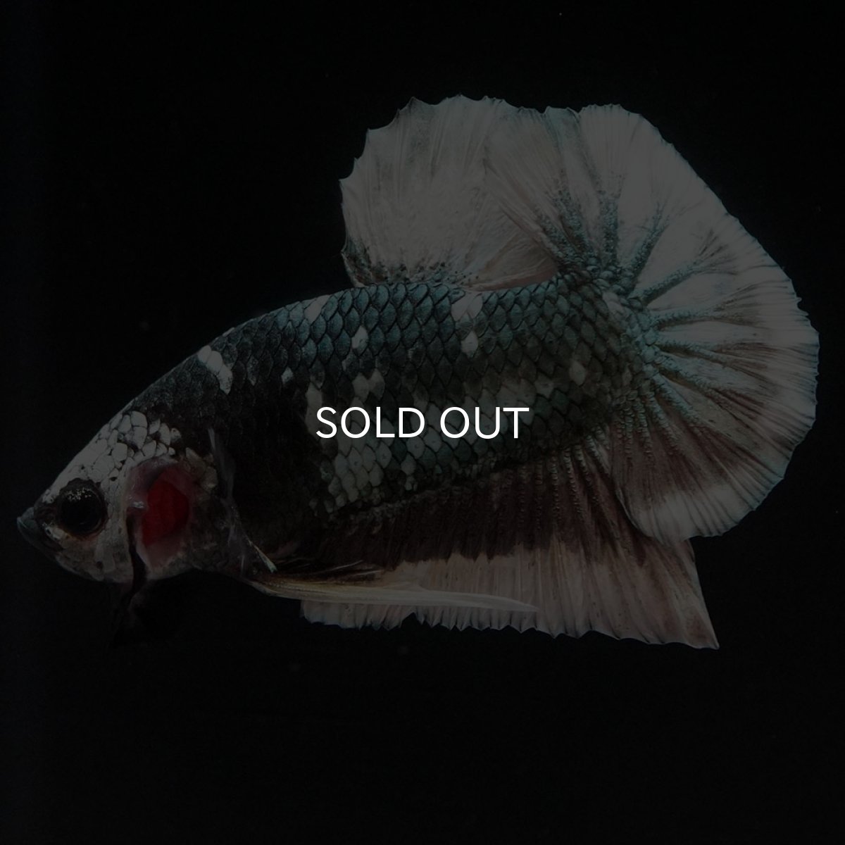 画像3: HMPK　ファンシーカッパー (3)