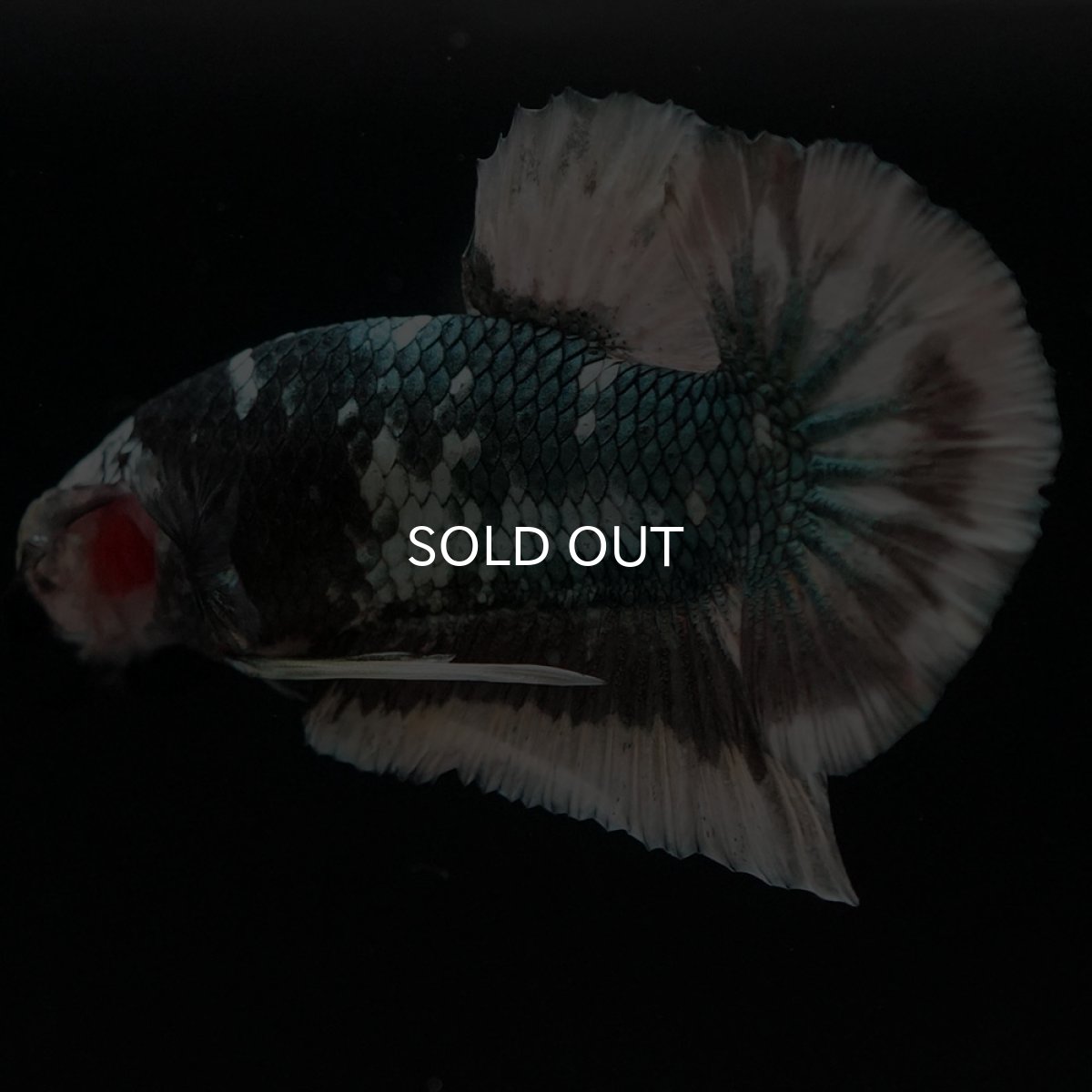 画像5: HMPK　ファンシーカッパー (5)