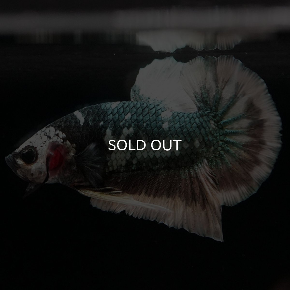 画像9: HMPK　ファンシーカッパー (9)