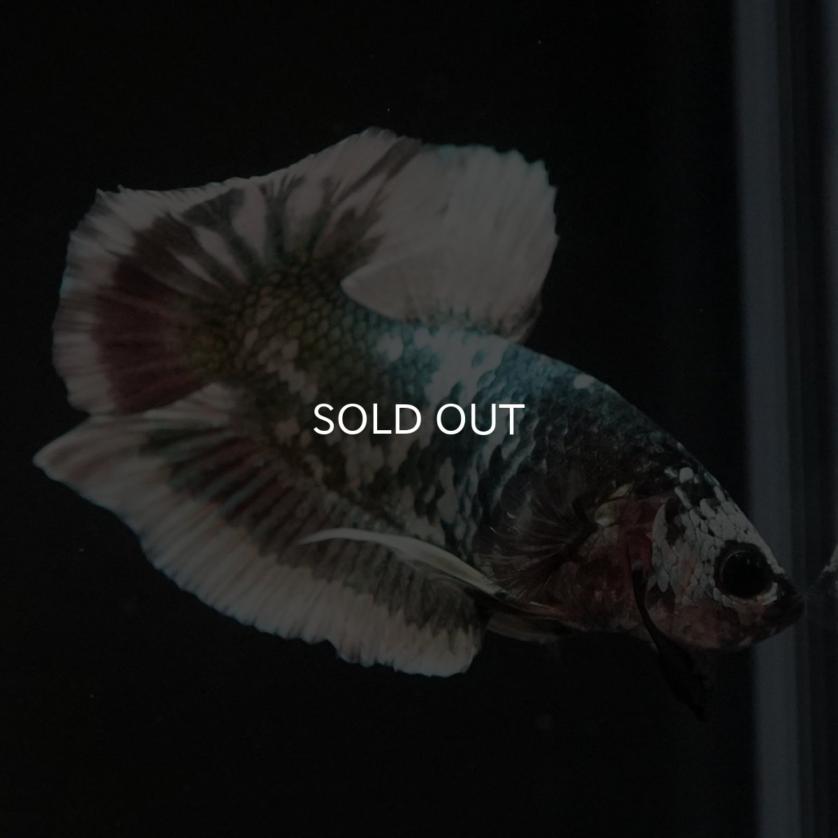 画像10: HMPK　ファンシーカッパー (10)