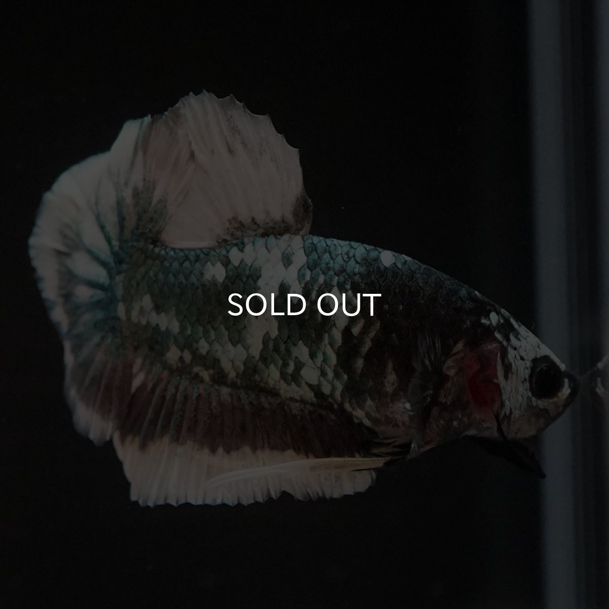 画像8: HMPK　ファンシーカッパー (8)