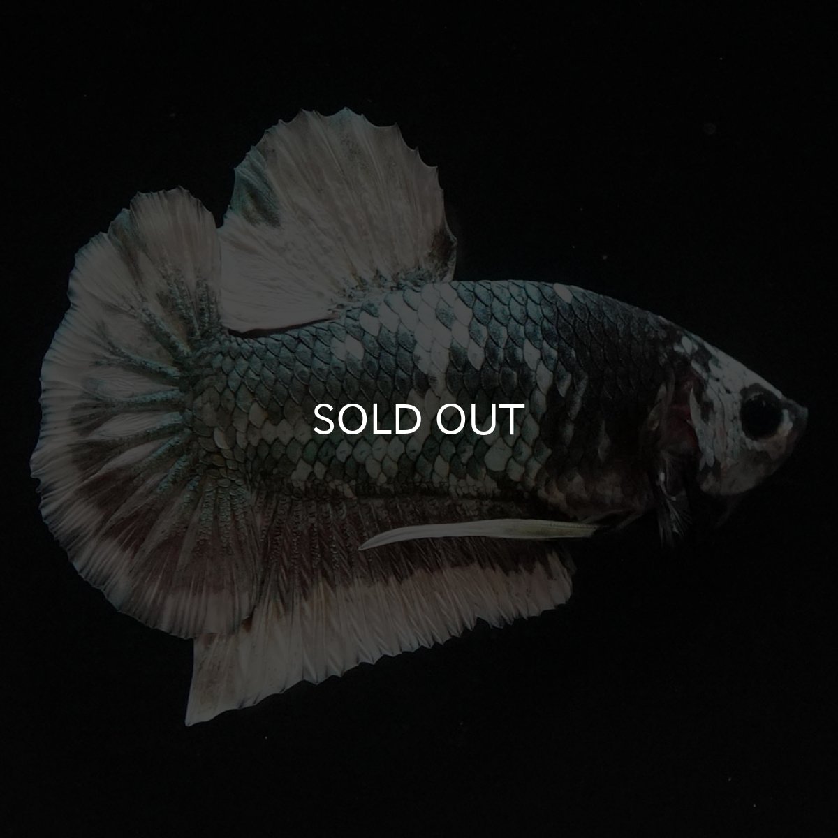 画像6: HMPK　ファンシーカッパー (6)