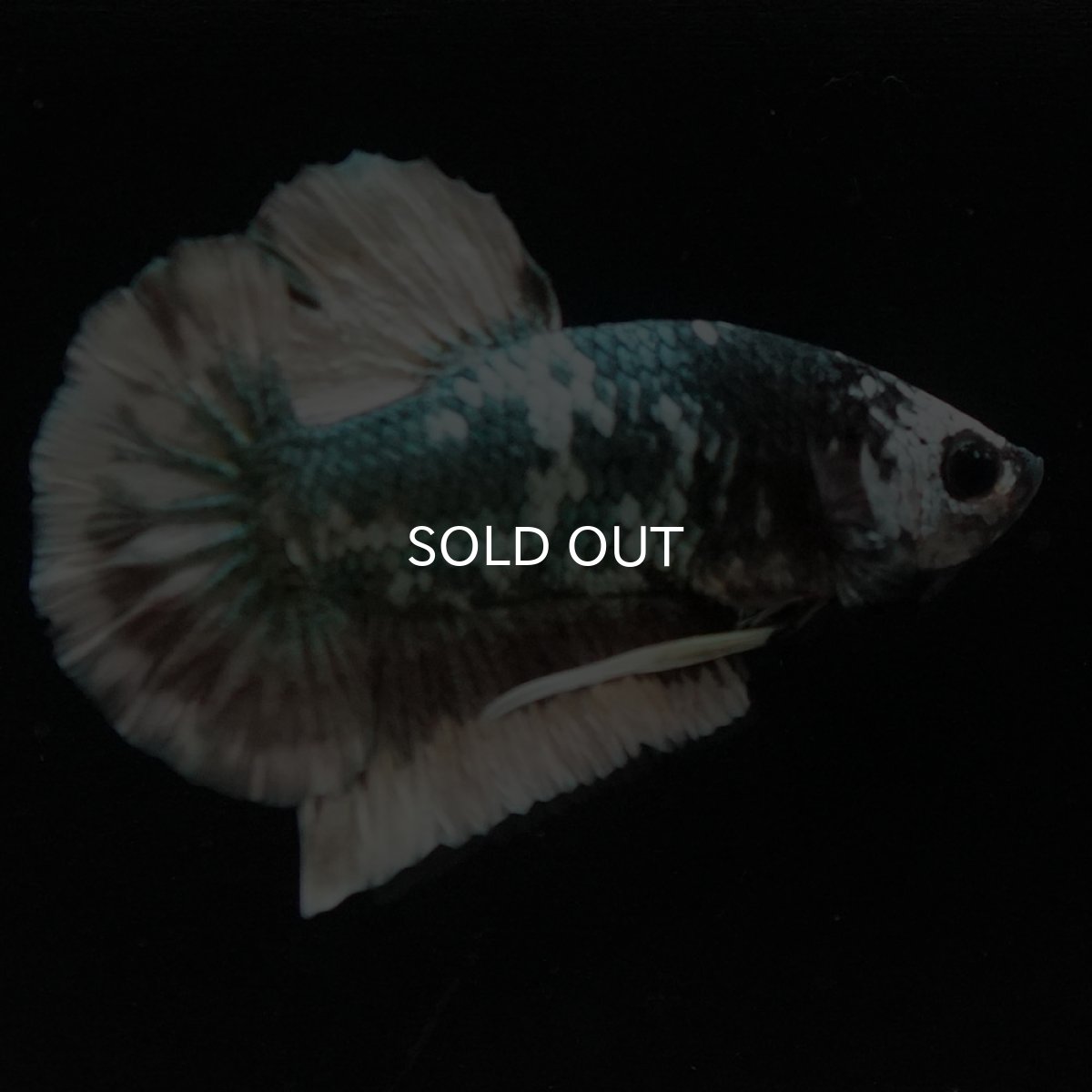 画像2: HMPK　ファンシーカッパー (2)