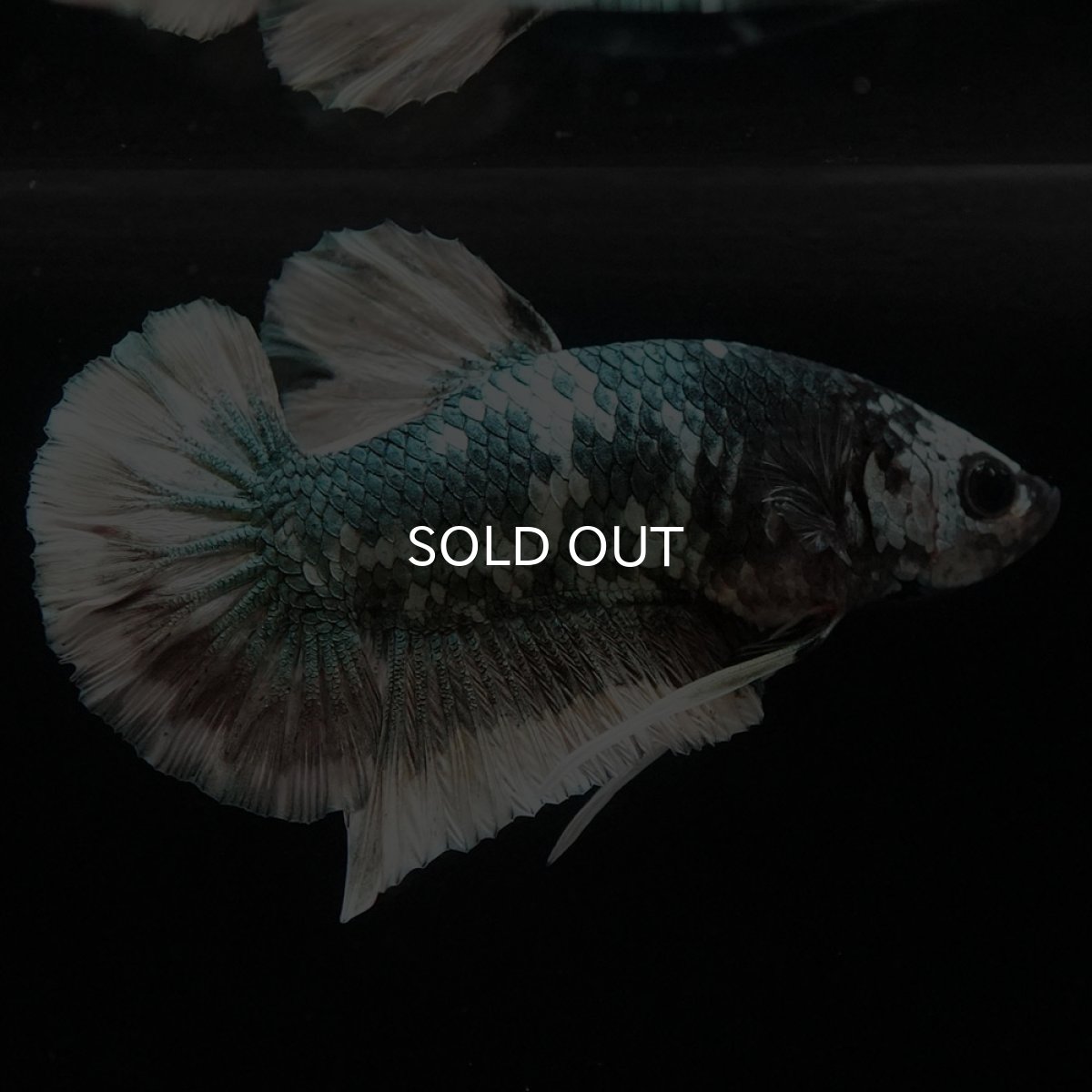 画像4: HMPK　ファンシーカッパー (4)