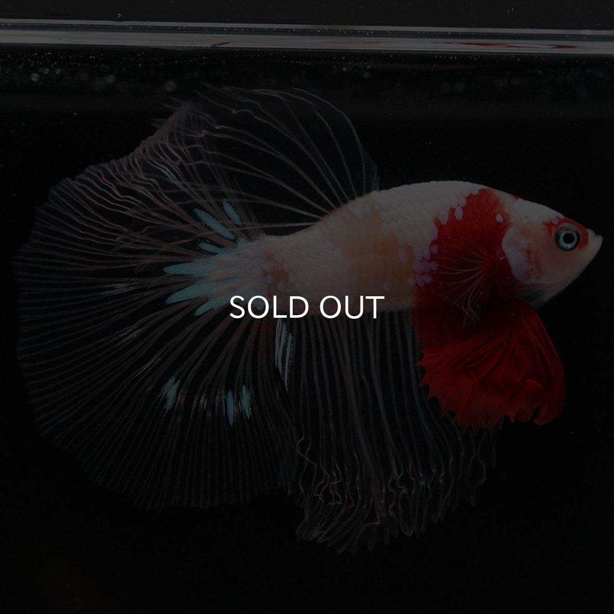 画像9: HM 紅白 クリアフィン (9)