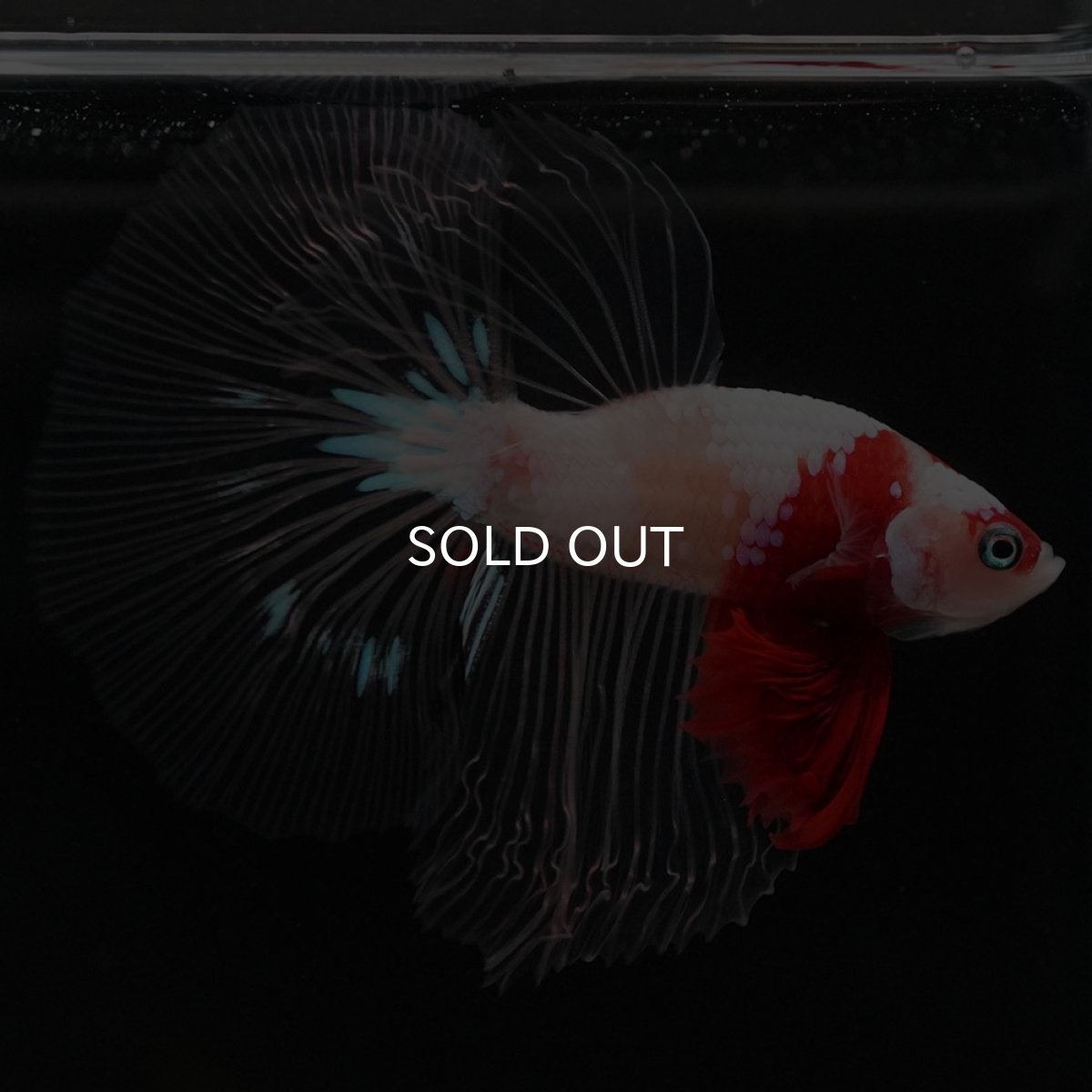 画像8: HM 紅白 クリアフィン (8)