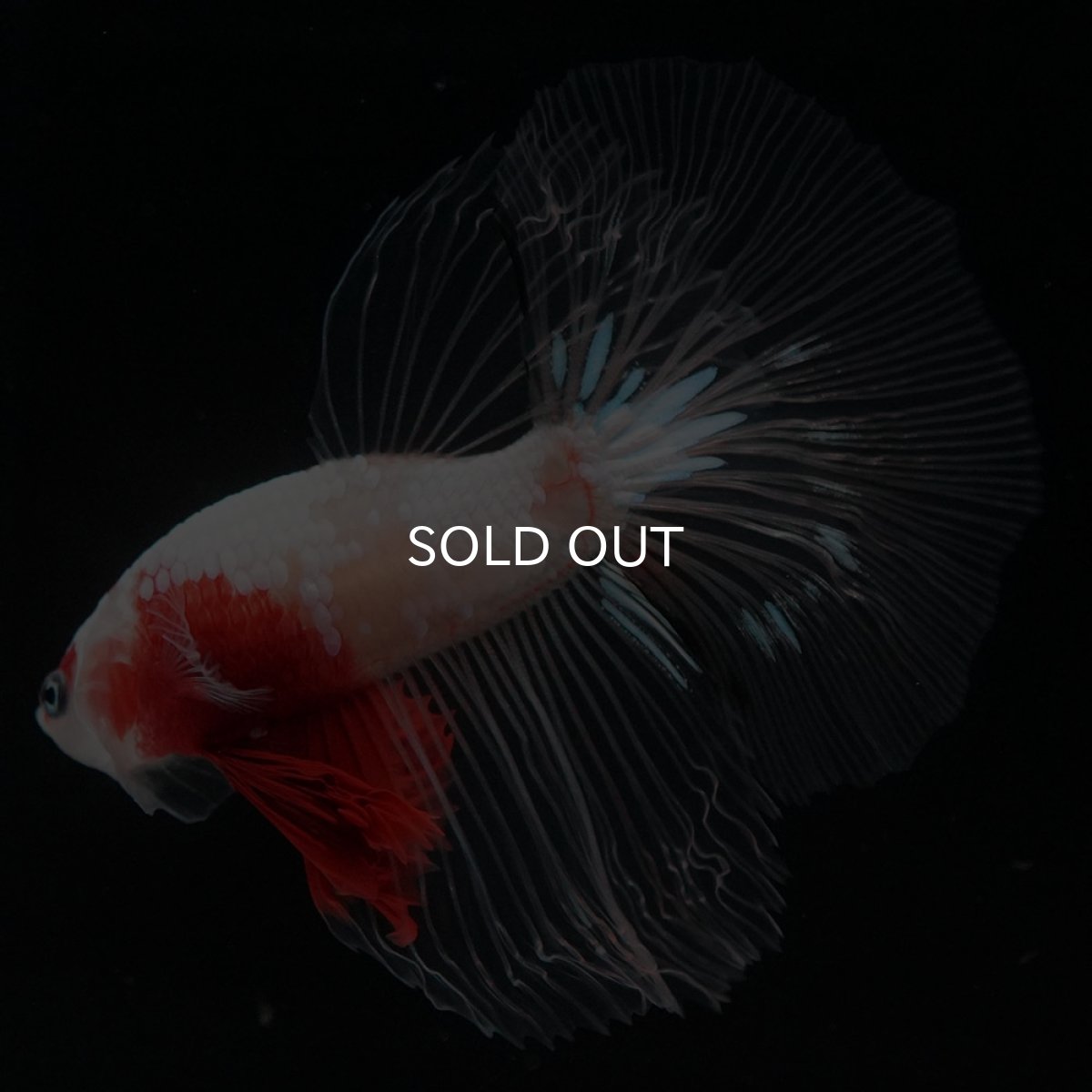 画像7: HM 紅白 クリアフィン (7)