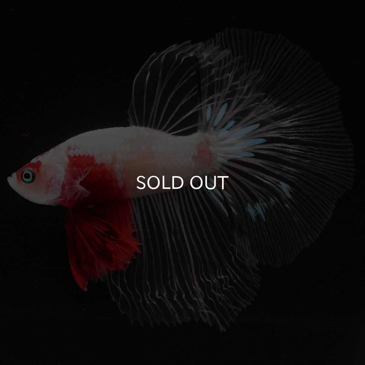 画像2: HM 紅白 クリアフィン (2)