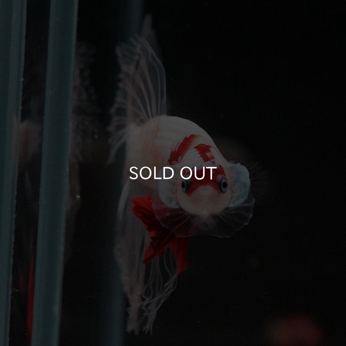 画像3: HM 紅白 クリアフィン (3)