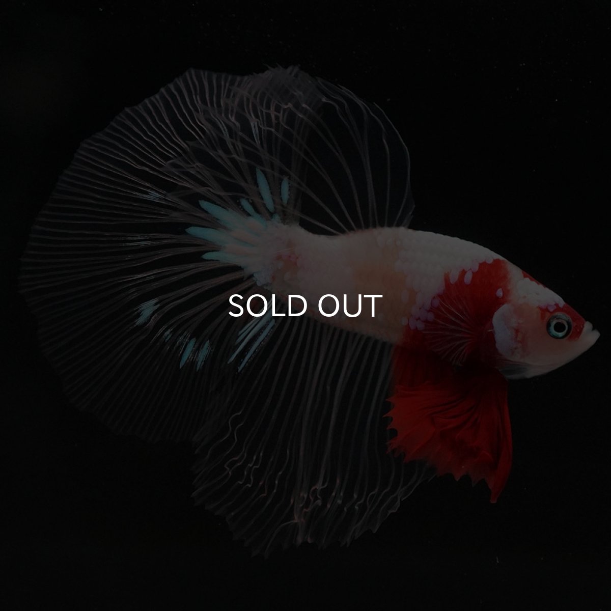 画像4: HM 紅白 クリアフィン (4)