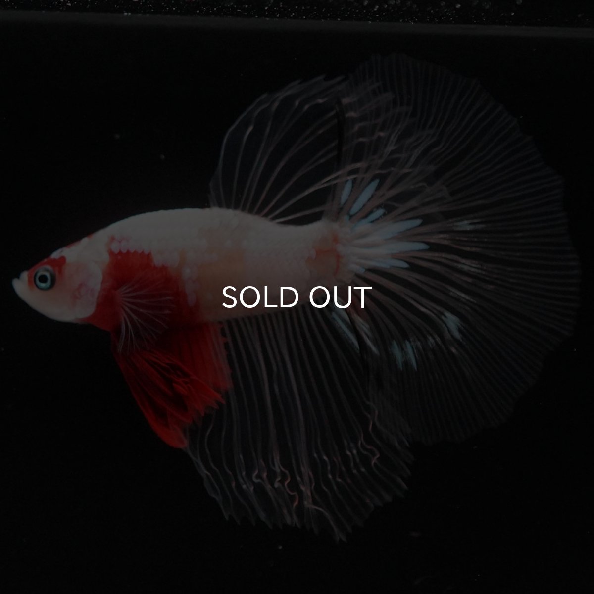 画像5: HM 紅白 クリアフィン (5)