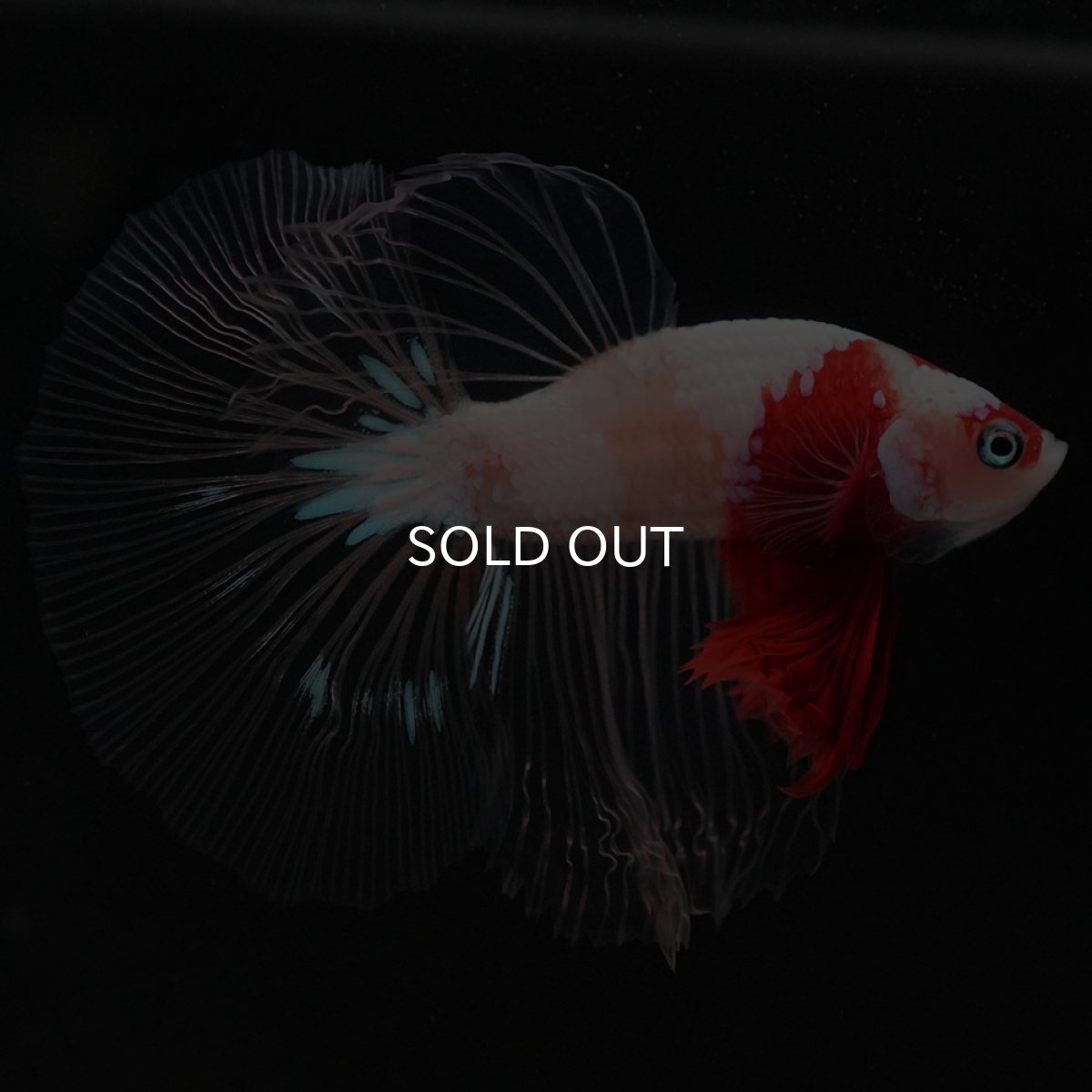 画像6: HM 紅白 クリアフィン (6)