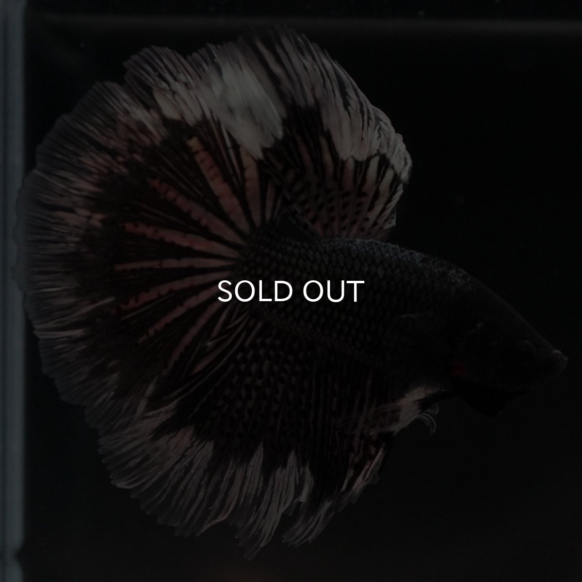 画像5: HM ブラックカッパーバタフライ (5)