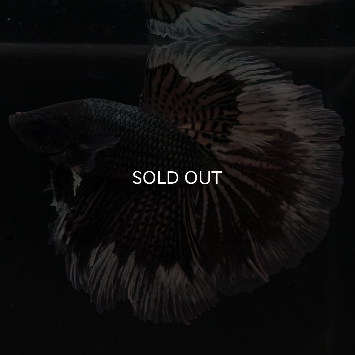 画像4: HM ブラックカッパーバタフライ (4)