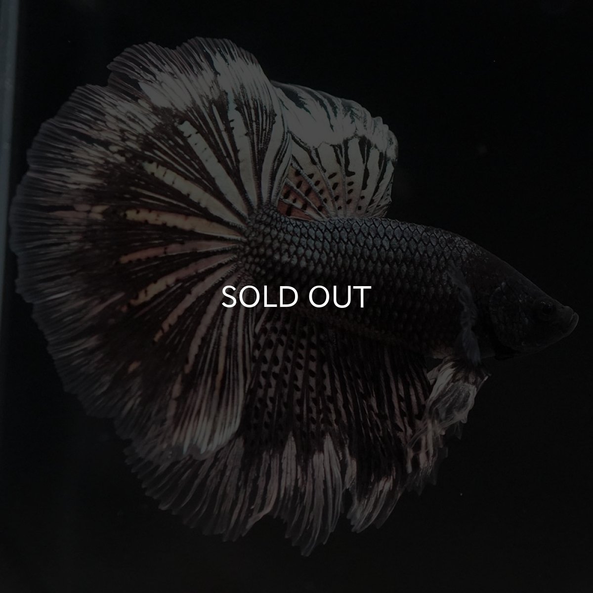 画像3: HM ブラックカッパーバタフライ (3)