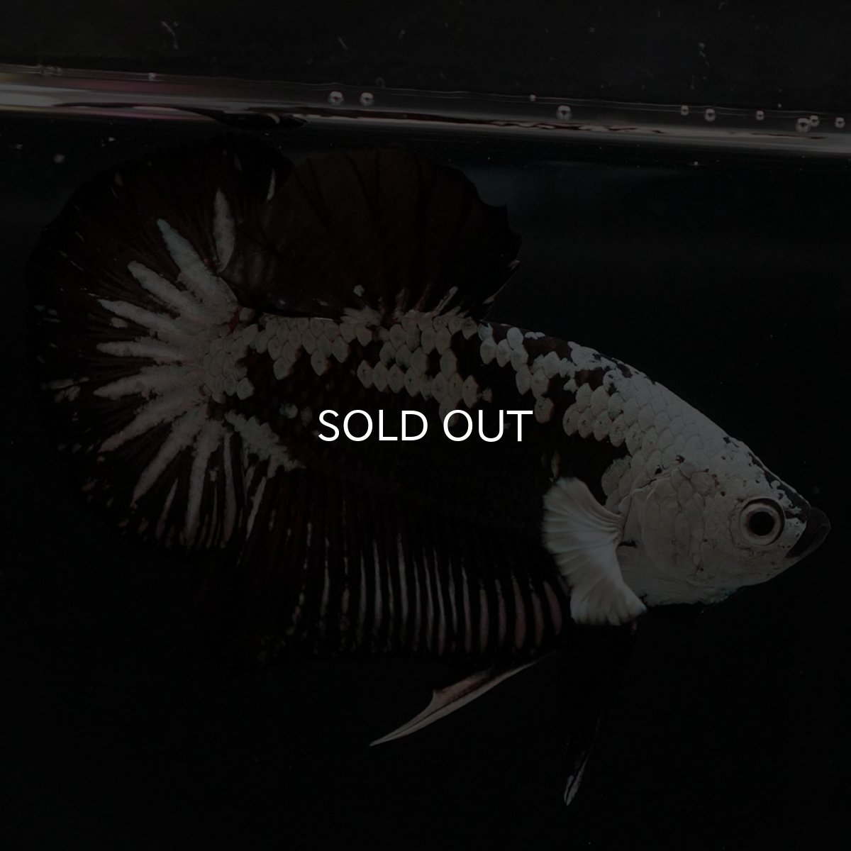 画像7: HMPK ブラックサムライ (7)