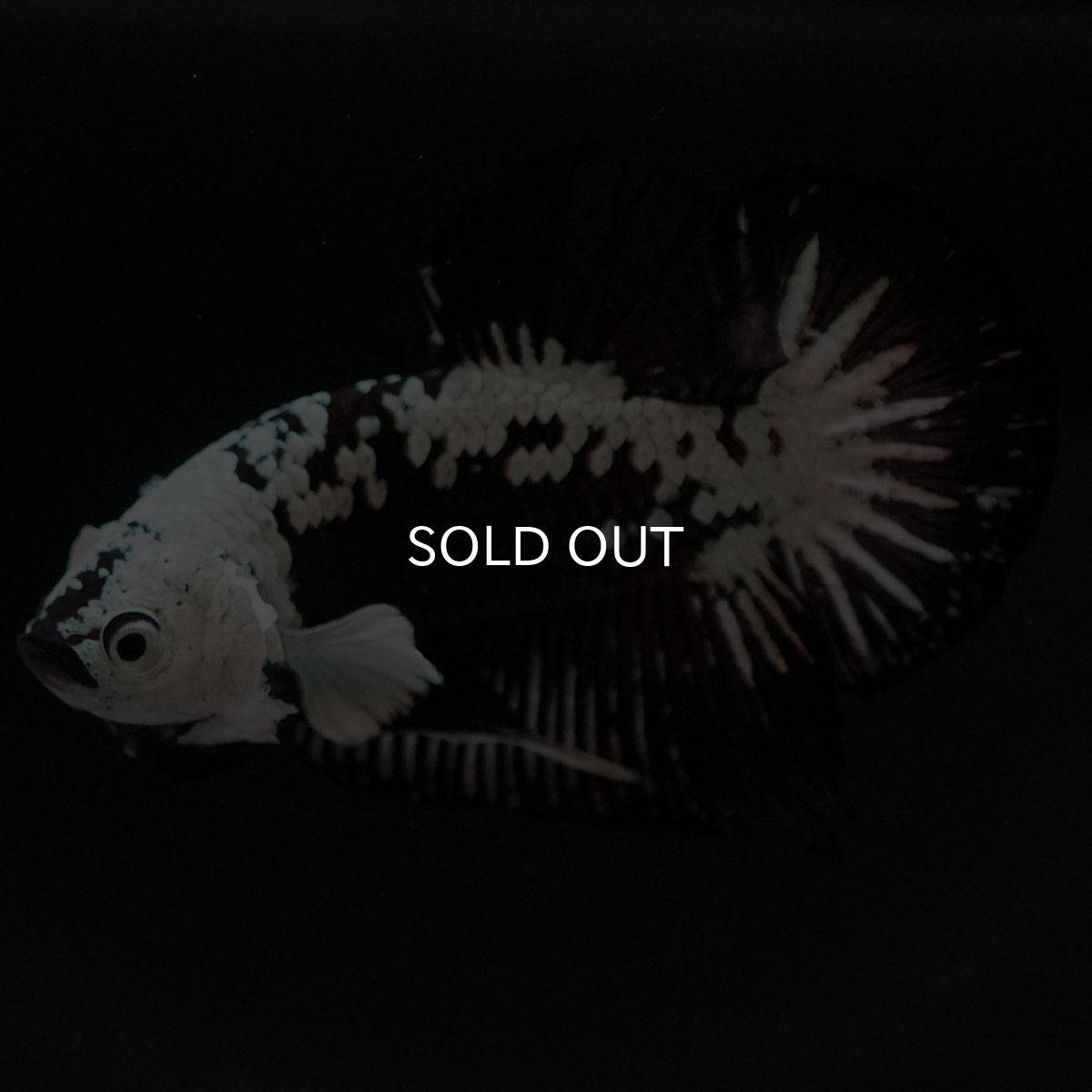 画像8: HMPK ブラックサムライ (8)