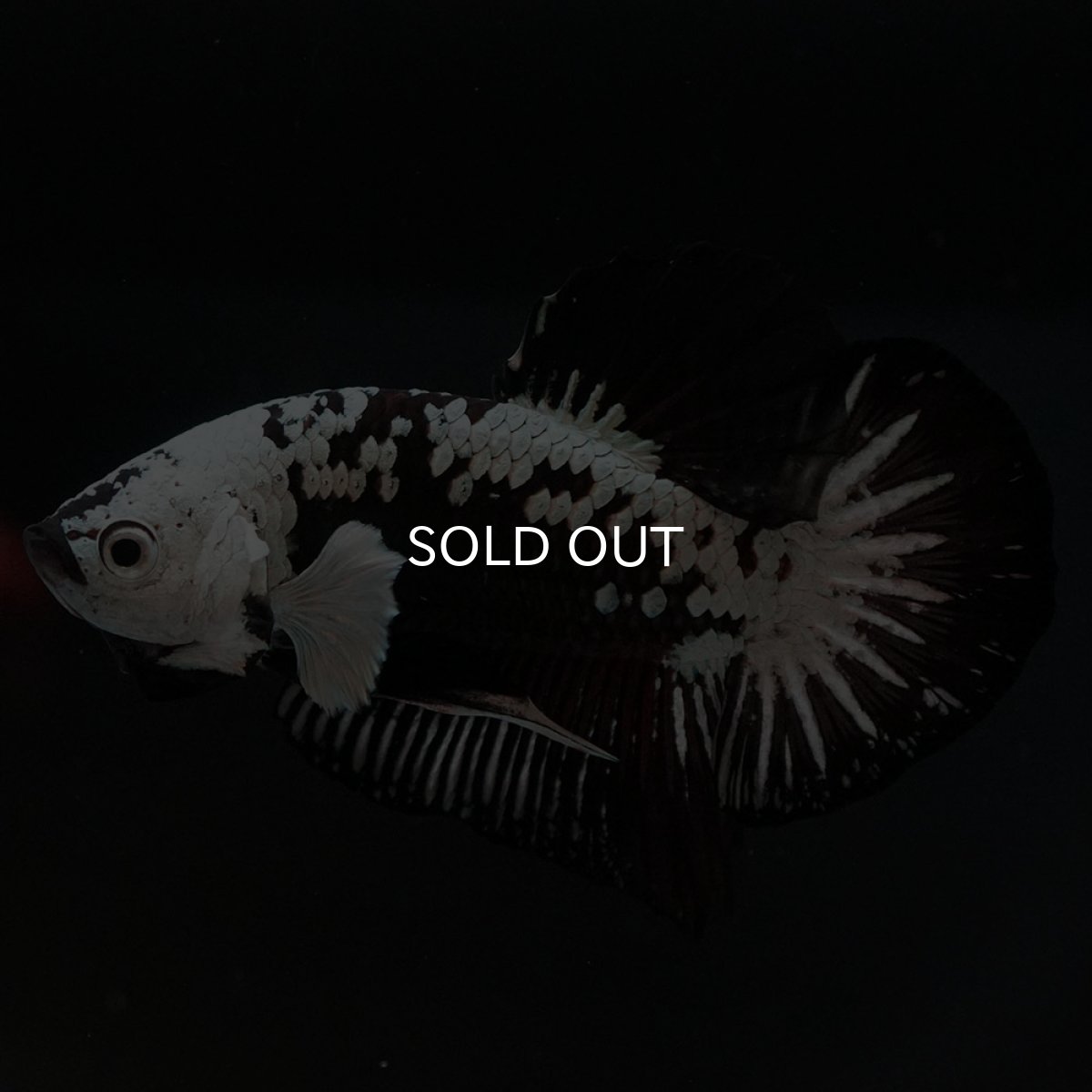 画像4: HMPK ブラックサムライ (4)