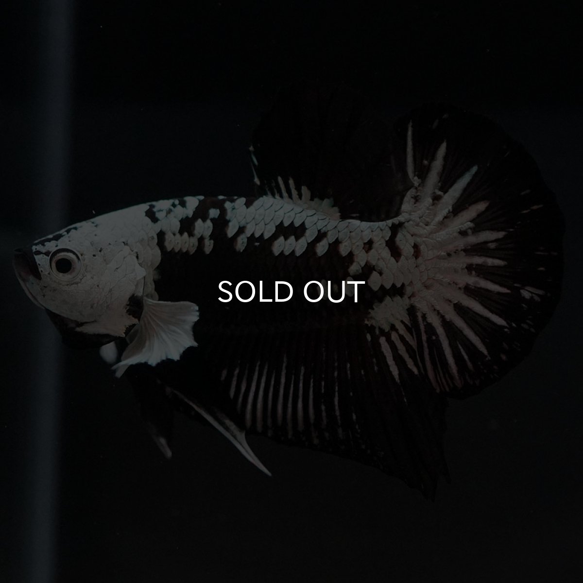 画像6: HMPK ブラックサムライ (6)