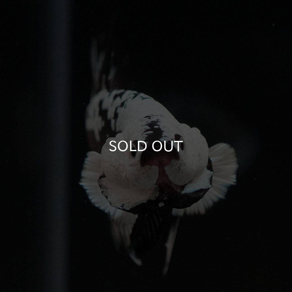 画像3: HMPK ブラックサムライ (3)