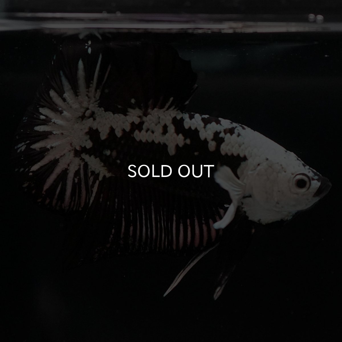 画像5: HMPK ブラックサムライ (5)