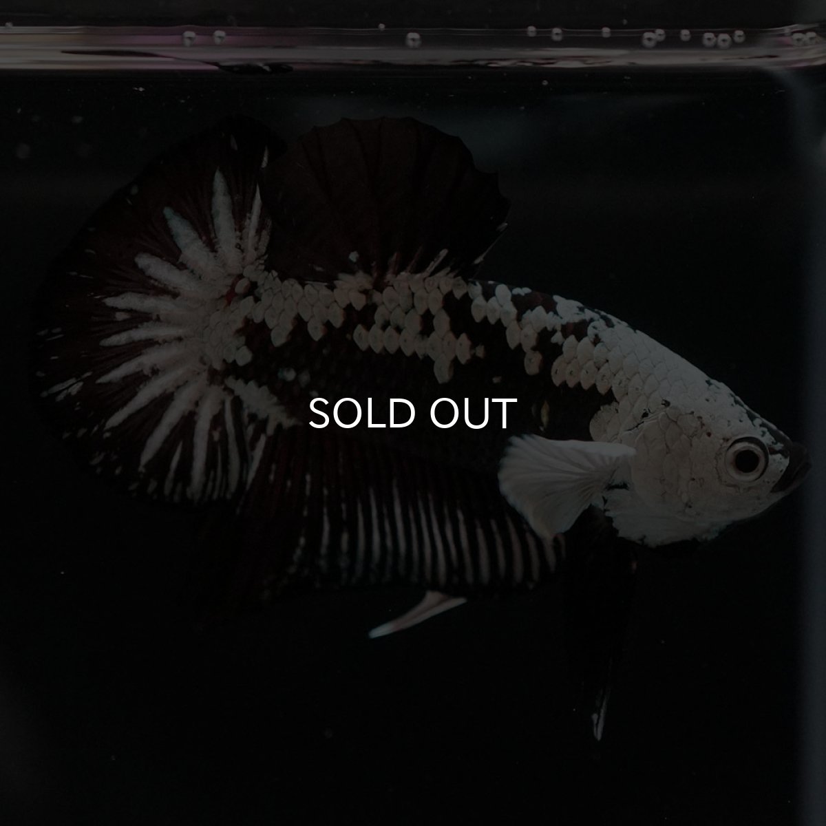 画像2: HMPK ブラックサムライ (2)